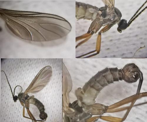 Sciara humeralis